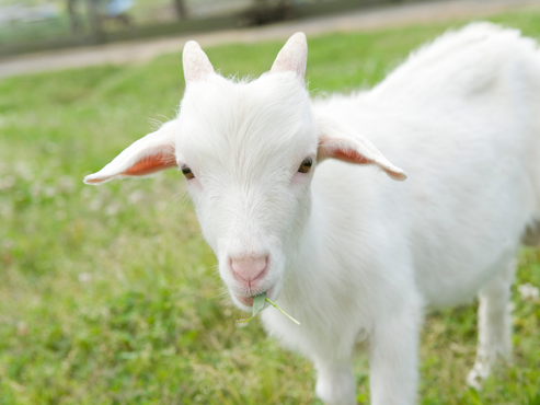 Why Moms Are Choosing Goat Milk Formula Over Cow Milk Formula