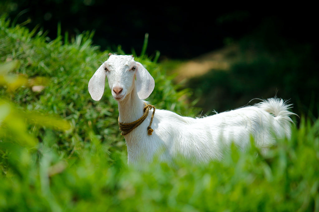 What's The Difference Between Goat’s Milk Baby Formula and Cow’s Milk Baby Formula?